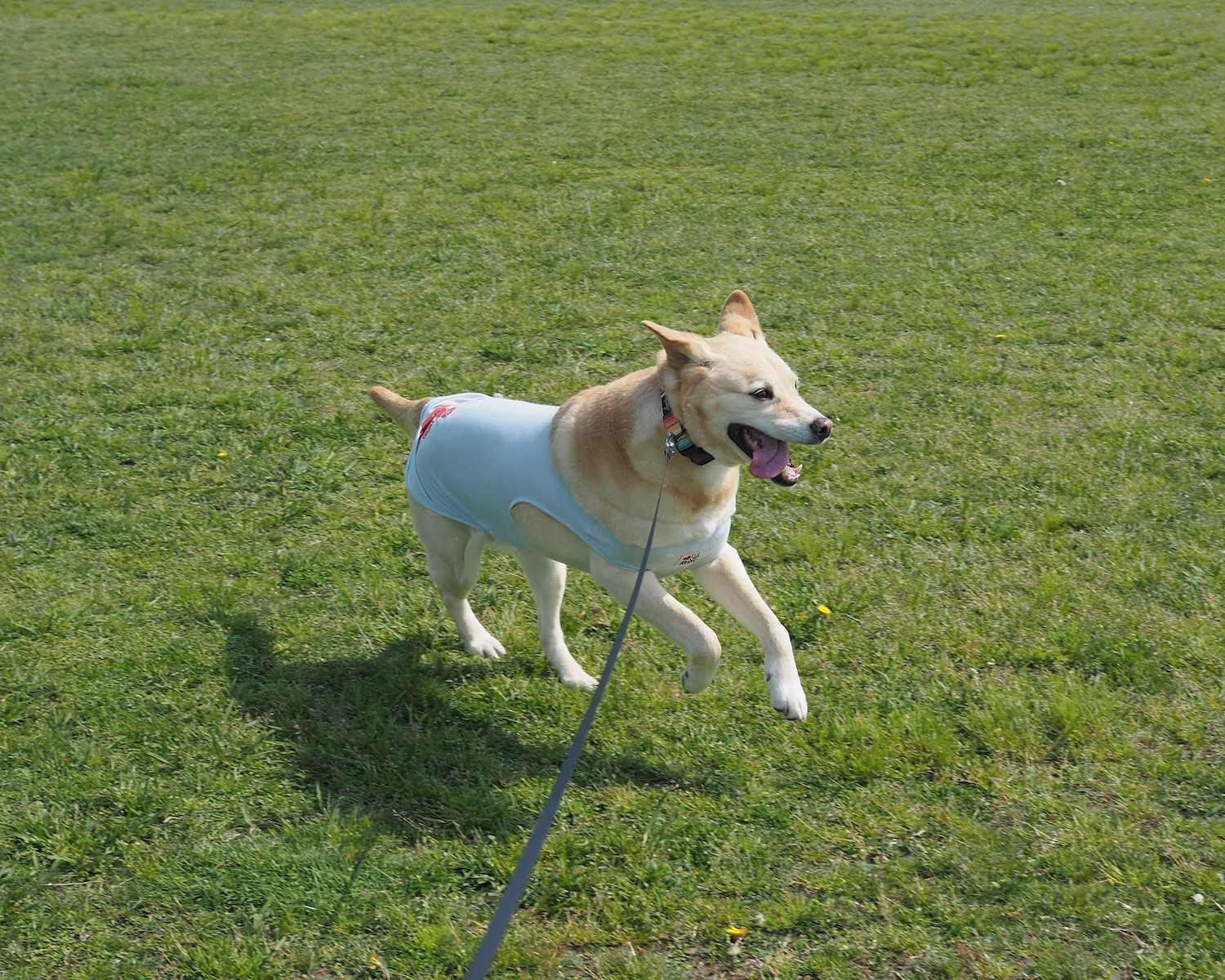 動物がんクリニック東京 | 犬と猫の腫瘍科専門診療 | 江東区 墨田区